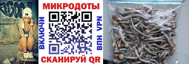 Купить  Дербент  Псилоцибиновые грибы Psilocybine cubensis 